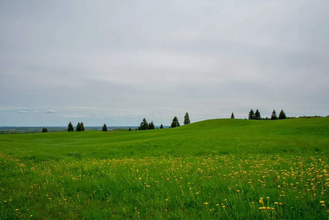 yellow field flower